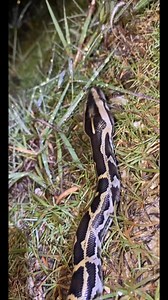 Check out this 18 foot python my buddy caught in the Everglades ##everglades #python #snake #python #conservation #fyp #foryou #foryoupage #viral #shrimp #crocodile #wildlife | Fishingarratt