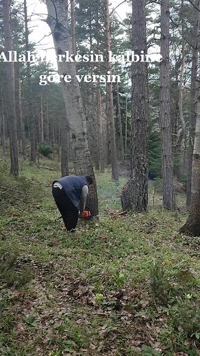 Cutting Trees in a Pine Forest: A Serene Moment
