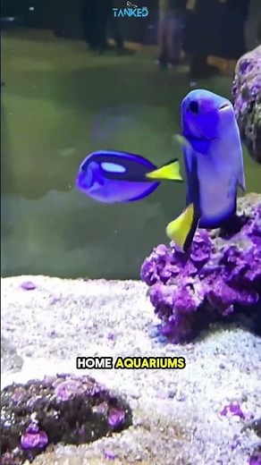 Blue Tang Fish | The Real Dory You Didn’t Know About! | TANKED IND | @tanked_ind