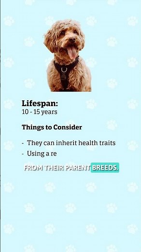 Cavapoo Health and Lifespan