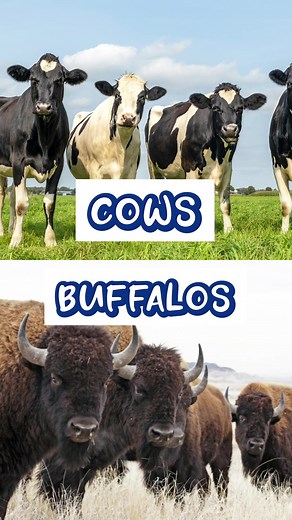 Cows vs Buffalo: Key Differences and Life Lessons