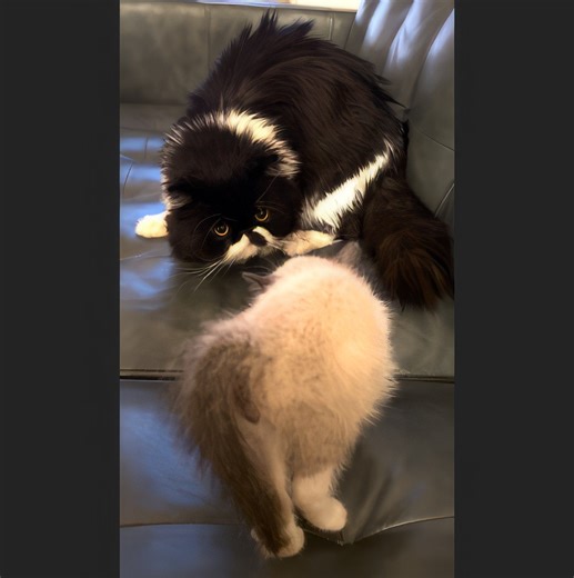 Exact Moment Cyrus Meets New Friend 😻 | Cyrus