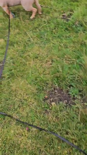 13K views · 111 reactions |  Pablo the Pocket Bully – Looking for...