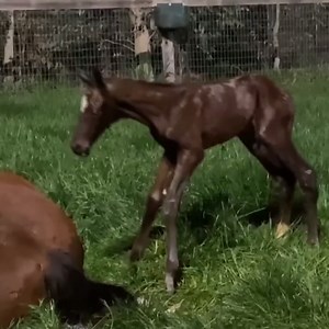 552K views · 48K reactions | Those precious first steps. ❤️ | Racing.com | Facebook