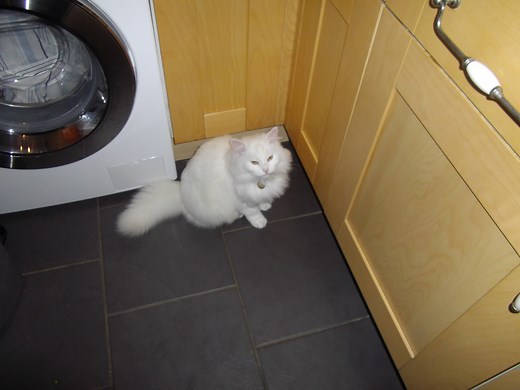 How to Stop a Cat From Constantly Meowing