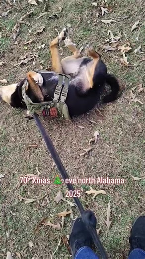 #fyp #fypシ #crap #dog #girls