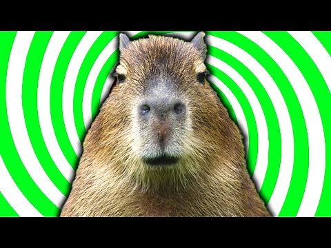 why Capybaras eat their own poop