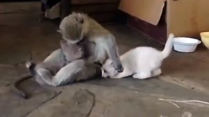 FUNNIEST MONKEYS- Cute And Funny Monkey Videos Compilation 2020 - pets  bonding