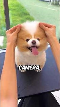 Cutest Animal Moments 🥹
