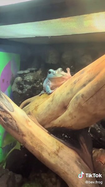 tried give a special treat to the picky green baby but she h8ed it oops #frog #australiangreentreefrogs #ranoideacaerulea #hornworms #frogtok