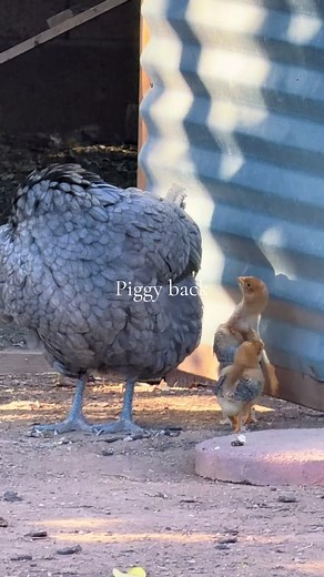 Piggy Backing with Mama — Piggy Tales & Piggybag Fun