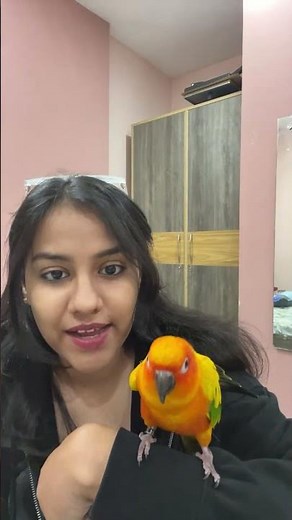 This Is Why I Love Sun Conures Cutest Dance Ever | how to train your bird to dance #birds #parrot