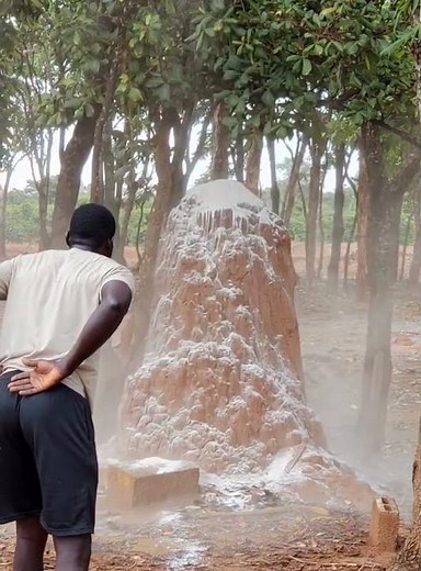 Get rid of ANTS with this Powder FAST