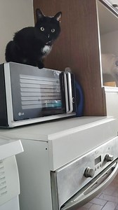 Les zozo | Loukas et Gaspard