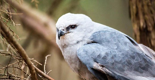Mississippi Kite