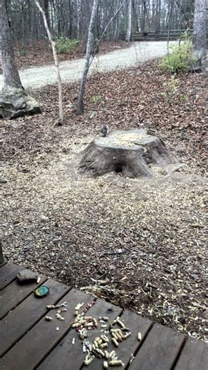 LIVE Squirrels on a Stump 🐿️ | Blue Ridge Mountains Wildlife Cam 12/17/25