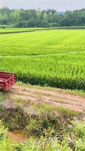 Artificial pollination tips for rice fields! The efficiency of the double rope drawing method