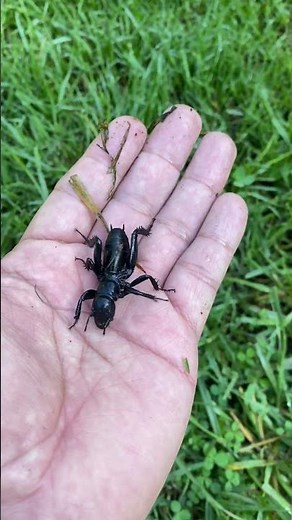 El insecto "cara de niño" (Orthoptera: Stenopelmatidae).