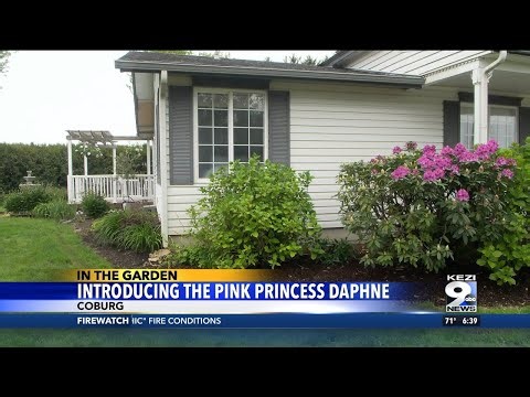 In the Garden: Pink Princess Daphne