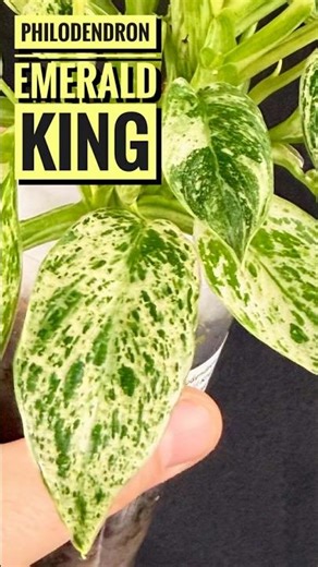 Philodendron Emerald King