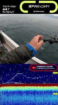 Sea bream from the Seto Inland Sea #Tairaba #OffshoreTakamatsu
