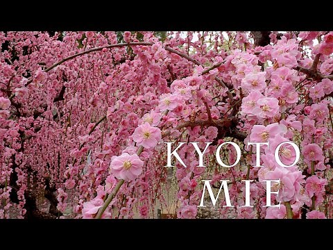 【Plum blossoms】 Weeping plum-trees are in full blossom at Kyoto and Mie 2021. #城南宮 #結城神社 #北野天満宮 #4K