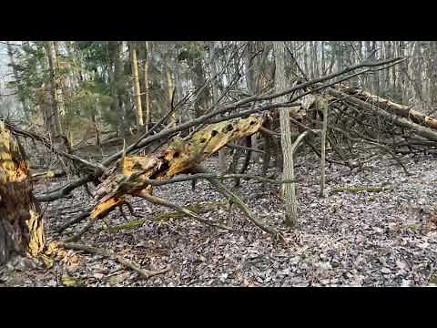 Training a dog to track wounded deer part 1. How to lay a mock track.