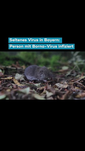 Seltenes Borna-Virus im Landkreis Erding entdeckt