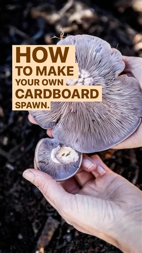 DIY Mushroom Cardboard Spawn: an Easy Mushroom Cloning Technique 🍄 We’ve written a whole DIY guide on how to do this, plus a video, that’s up on our website today - link in bio if you’d like the full how-to! Only some species of mushroom are suitable for cloning this way, but the ones that do can work brilliantly. And of course, only use this technique when you’re certain of the species you’re cloning - this video shows Wood Blewits, foraged from a nearby local patch, that we wanted to establis