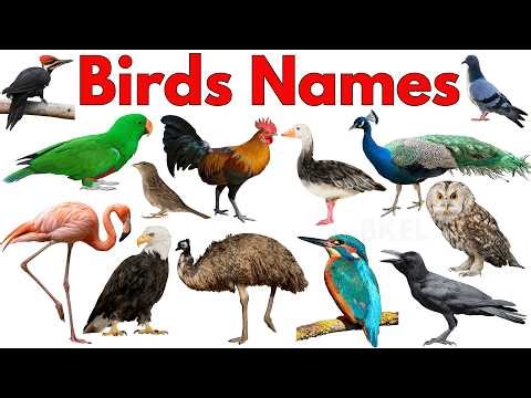 Amazing Birds for Kids | Eagle, Parrot, Peacock | Preschool Learning Video