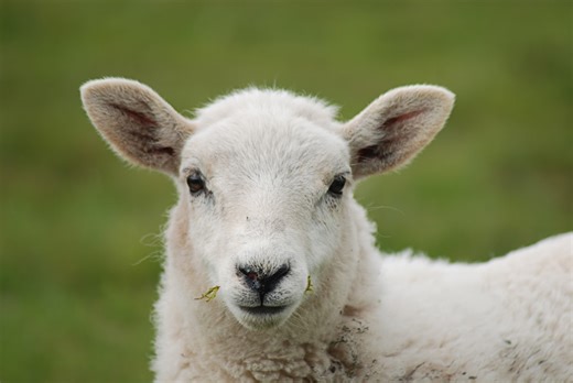 Israel: Sheep infected with rabies in Upper Galilee