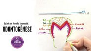 ODONTOGÊNESE - histologia - Histologia e Embriologia