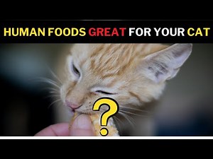 14 Human Foods Your Cat Actually Can Eat (and you didn't know)
