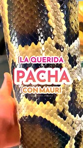 2.5K views · 152 reactions | Les presentamos a ✨Pacha✨, una pitón...