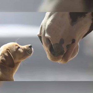 Here are our all-time favorite Super Bowl commercials from the past few decades. Did your favorite one make the cut? 🏈 MORE: bit.ly/2SejS5F | FOX 11 Los Angeles