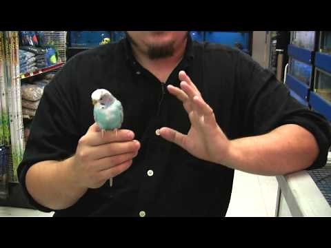 How to Breed a Pet Parakeet