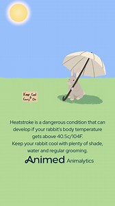 Our top tips for keeping your rabbit cool in hot weather 🐰 🪮 Groom them 💦 Dampen their ears 🥤 Give them some cool water 🤝 Provide them with a damp towel 🏠 Place ceramic or slate tiles in their run Any other tips you'd add? 💡 #Rabbit #Bunny #HotWeather | Animed