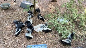 9.6K views · 852 reactions | You’ve heard of a murder of crows, a...