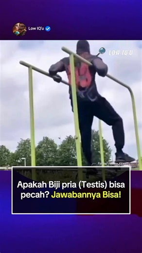 Pinter'in Id on Instagram: "Biji (testis) memang bisa pecah kalau kena hantaman yang sangat keras misalnya pukulan kuat, tendangan, atau kecelakaan berat. Bukan cuma sekadar ngilu, tapi lapisan pelindung testis bisa robek (disebut ruptur testis), hingga menyebabkan perdarahan di dalamnya. Posisi testis berada di luar tubuh dan hanya dilindungi kulit tipis, tanpa tulang atau otot tebal seperti organ lain. Meski teksturnya agak kenyal dan bisa menyerap benturan ringan, benturan ekstrem tetap bisa 