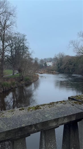 The Herron of Morpeth #wildlife #morpeth #northumberland