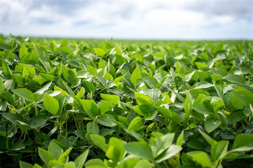 Aprosoja MT destaca importância da prorrogação do diferimento do ICMS para fertilizantes em Mato Grosso