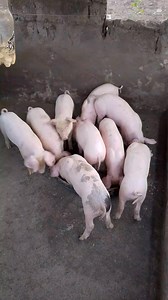 54 reactions · 13 shares | Kakaipusing lang #hanapbuhay #buhayprobinsya | Rowinson Agoto | Facebook