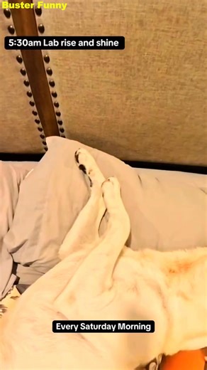 7.4K views · 252 reactions | Saturday Mornings Be Like… Every. Single. Time. It’s Saturday, and the routine is real. You already know how this goes—every week without fail! ✨ | Buster Funny | Facebook