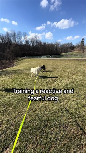 Effective Techniques for Training Reactive Dogs