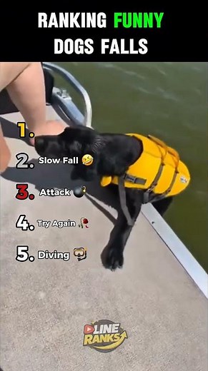 Ranking Funny Dog Falls 😂🐶 #funny #hilariousfails #fails