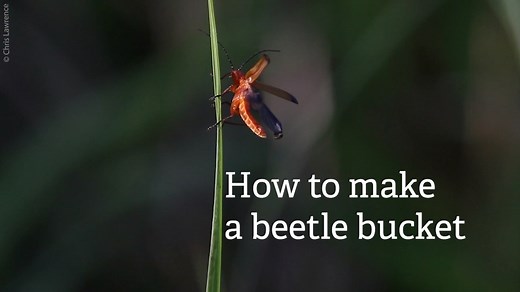 Will you pledge to create a home for beetles in your garden this year? 🐞 build a beetle bank, erect a dead hedge, or DIY your own beetle bucket >>> https://www.wildaboutgardens.org.uk/ #WildAboutGardens | Sussex Wildlife Trust