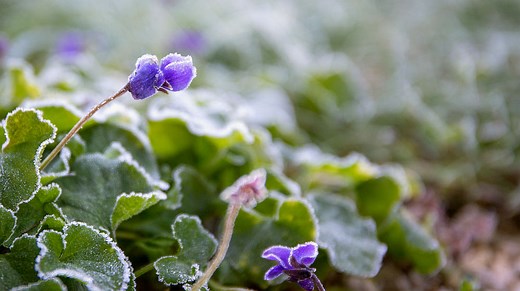 What To Grow In Winter | 45 Plants Perfect For Winter Gardening