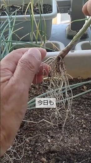 8/9【葉ネギ】ネギ干し ネギ干しをして秋に植付けすると一気に成長します！