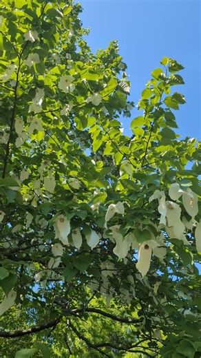 The Davidia involucrata tree is known for its delicate, fluttering flower bracts that resemble handkerchiefs, doves, or ghosts. What do you see? 📍 It's drawing admirers in the Chinese Hillside. Catch sight of the iconic blooms while you can! | Royal Botanic Garden Edinburgh