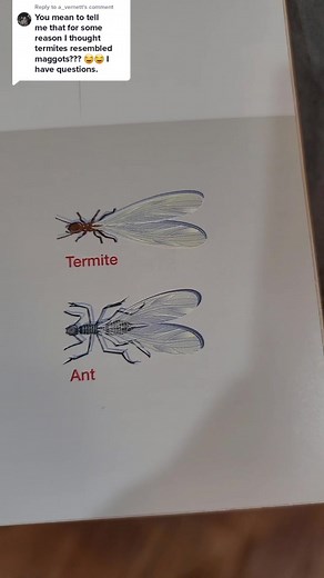 Understanding the World of Termites in Your Home